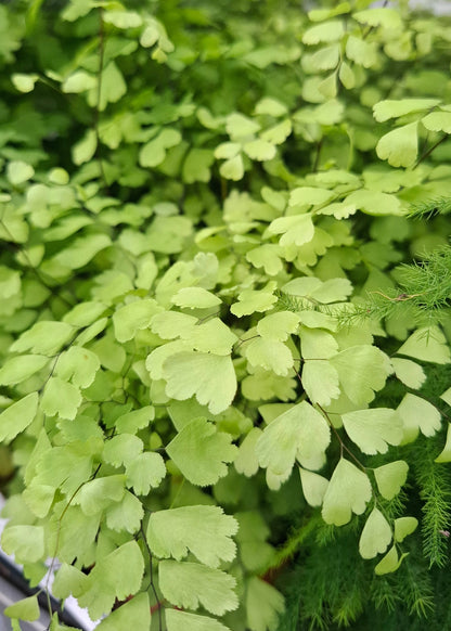 Adiantum raddianum 'Fragrans' / Maidenhair Fern