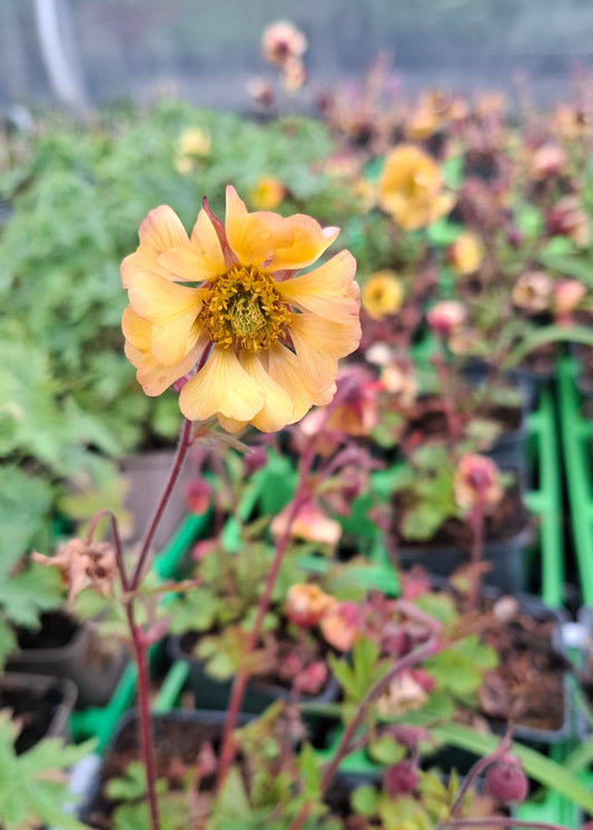 Geum 'Yellow Fluffy'
