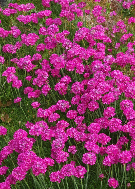 Armeria maritima 'Splendens'